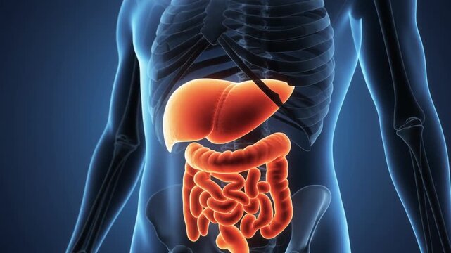 "Digital medical illustration of human torso with translucent skeleton and highlighted digestive organs, symbolizing anatomy, physiology, and nutrition."