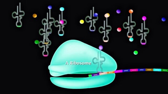 Ribosomes and their location inside a cell.