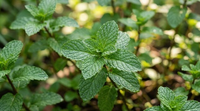 Close up of peppermint leaves displaying intricate patterns and fresh green textures for natural health remedy, serene natural atmosphere, vivid environmental depth, soft natural light, realistic
