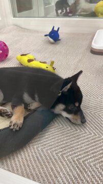 a black and tan Shiba Inu puppy rests in a soft bed on a textured floor. its pointed ears and fox-like face show the breed&rsquo;s alert, loyal nature, with toys behind adding a playful indoor vibe at pet s