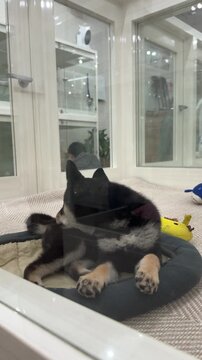 a black and tan Shiba Inu puppy rests in a soft bed on a textured floor. its pointed ears and fox-like face show the breed&rsquo;s alert, loyal nature, with toys behind adding a playful indoor vibe at pet s