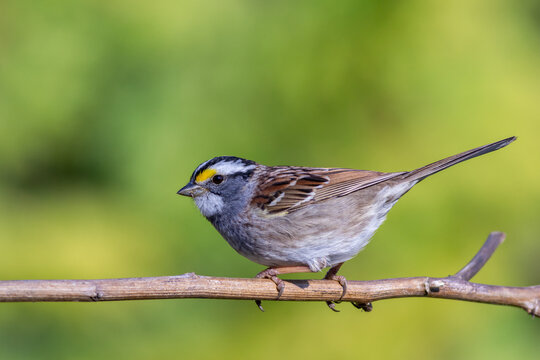 White Throated Sparrow, Zonotrichia albicollis, perched on a branch on a bright Spring morning