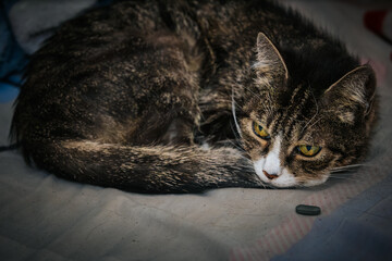A close-up of a sleeping tabby cat with a small medicine capsule next to it, highlighting the concept of pet care or medication in a peaceful indoor environment. © Jolanta