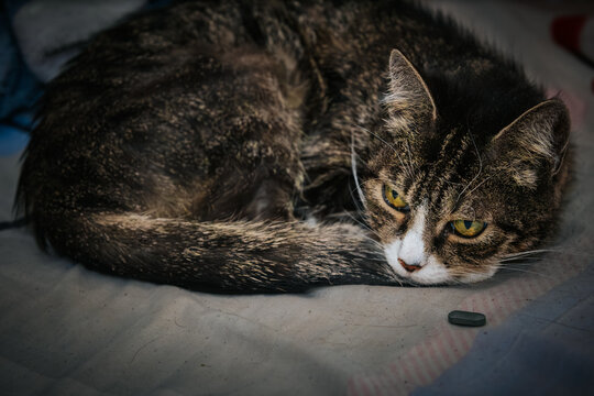 A close-up of a sleeping tabby cat with a small medicine capsule next to it, highlighting the concept of pet care or medication in a peaceful indoor environment.