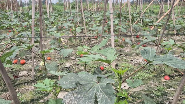 Close-up of Healthy Okra Plants Growing in an Agricultural Field