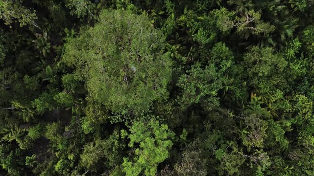 Rainforest of Siberut, mentawai islands, Indonesia