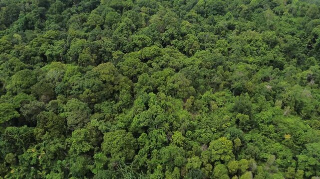Rainforest of Siberut, mentawai islands, Indonesia