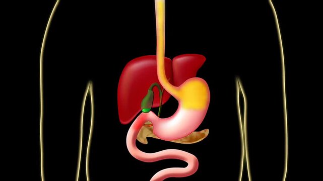 Chemical digestion of food in the small intestine