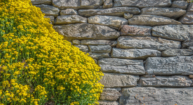 yellow alyssum flowers covering a part of stone wall with copy space on the right