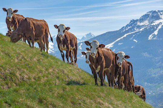 young brown cows abondance in french alpine pasture and mountain at the snowy peak in the background under a clear sky in savoie