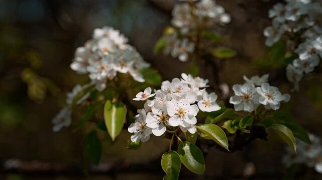 Spring flowers blooming on a branch with selective focus and moody blurred dark natural background. White fruit tree blossoms.