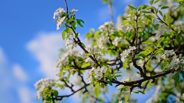 White flowers on tree branches with bright blue sky and clouds. Spring pear blossoms against clear blue background.