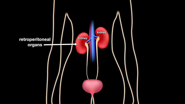 Location of kidneys in human body