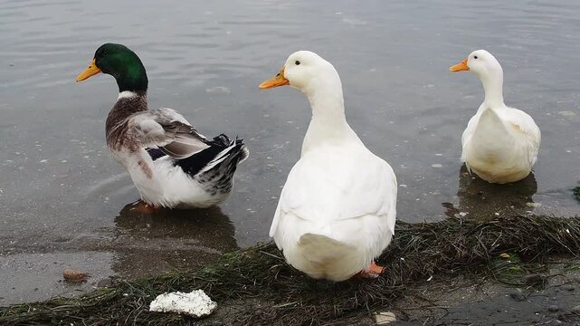 Group of domestic ducks and a wild mallard resting by the calm water shore