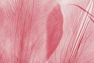 Naklejka premium Macro view of dried flower petals with vein structures and translucent textures, minimal natural botanical rhythm pattern. Organic abstract style creative background, red pink pastel gradient color.
