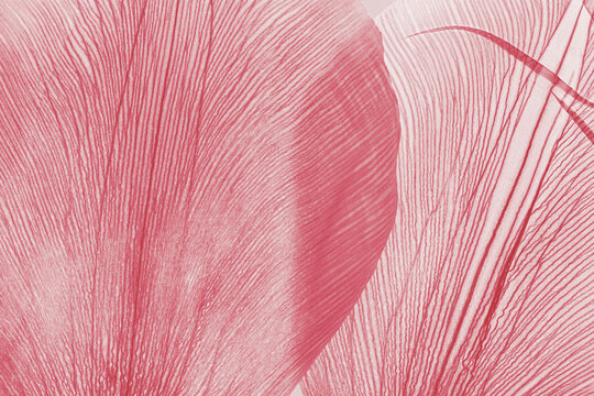 Macro view of dried flower petals with vein structures and translucent textures, minimal natural botanical rhythm pattern. Organic abstract style creative background, red pink pastel gradient color.