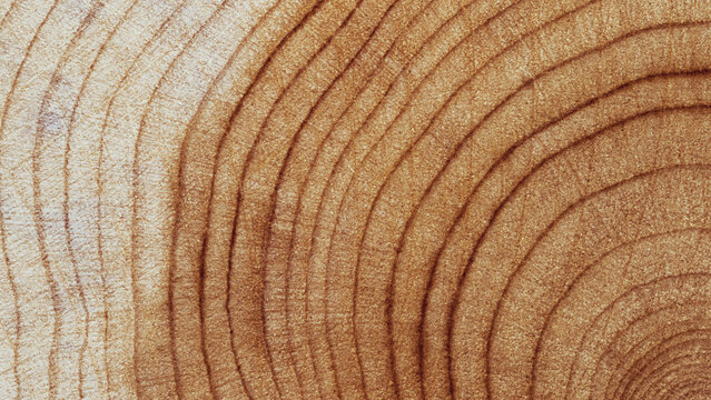 Natural wooden background, close up wood annual rings form. Top view of cross section of juniper tree, graphic nature organic pattern. Sawed timber with tree ring print, natural textures banner