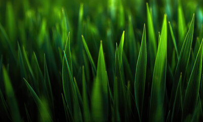 Fototapeta premium Vibrant Green Grass Blades Close Up Symbolizing Nature Growth and Easter Backgrounds