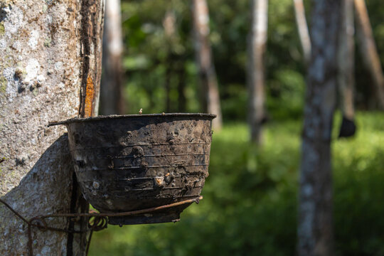 Plantation latrx rubber or para rubber tree or tree rubber southern Thailand