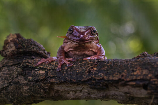 Dumpy Tree Frog
