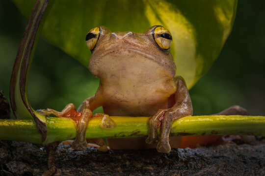 Harlequin Tree Frog also known as Rhacophorus pardalis