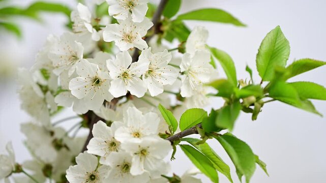花, とぶ, 全盛期, 木, 自然, 白, ブランチ, 咲く, リンゴ, サクランボ, 植える, すごい, 美しさ, 庭, つぼみ, 季節, アップ, 葉, マクロ, ジャスミン, 美しい, フローラル
