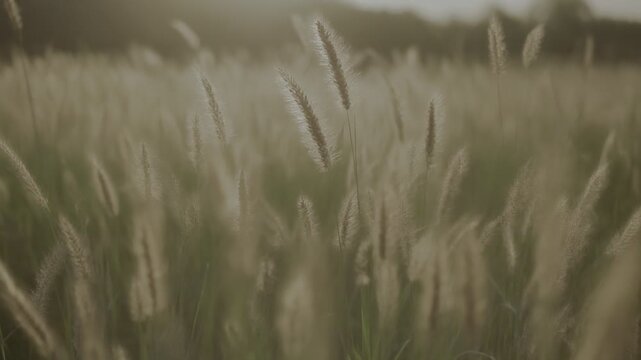 Golden Hour Grass Field Swaying Gently in a Peaceful Breeze