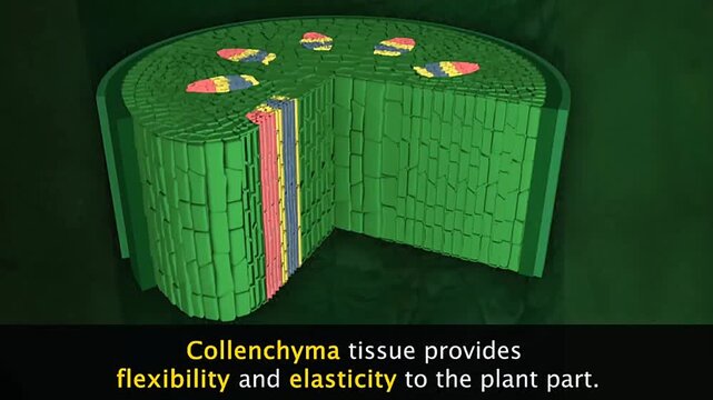 Structure and function of cholenchyma cells and tissue