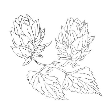 Outline drawing for Hop cones branch, design, line art, hand-painting set, EPS format, Vector Hop cones branch isolated. Vector cartoon illustration. Flat icon of a vegetable branch. drawing