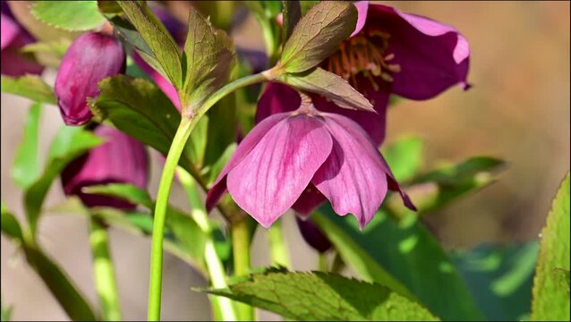 A beautiful spring video of hellebore flowers