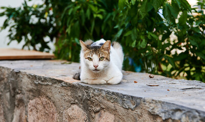 cat in the garden © Эдуард Тихонов