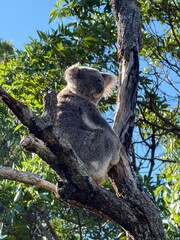 koala bear sleeping on tree © Michael Z
