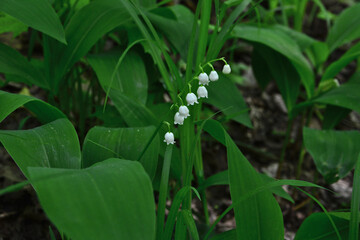 Obraz premium a lily of the valley is blooming on the lawn front view