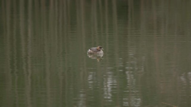 Little Grebe (Tachybaptus ruficollis) Swimming in the Waters 2