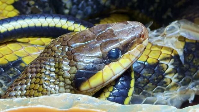 Macro shot of Taiwanese beauty snake with cloudy eye, sign of ecdysis or skin shedding. Close up