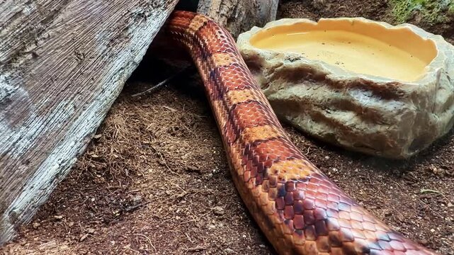 Orange corn snake slithering under driftwood on ground in terrarium. Close-up