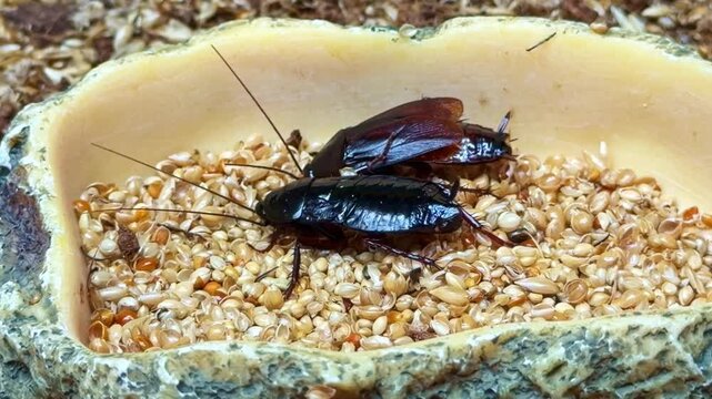 Macro shot of two large cockroaches feeding on seeds and grains in dish. Close-up
