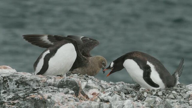 Two Gentoo penguins aggressively defending rocky nest from intruding skua bird on Antarctic shoreline