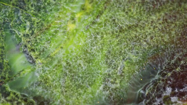 Macro view of green algae like ink spreading in mysterious fluid base