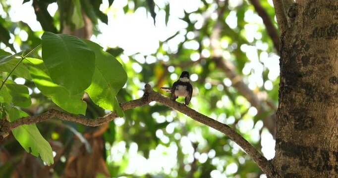 Rhipidura, Rhipidura on a tree, natural background.
