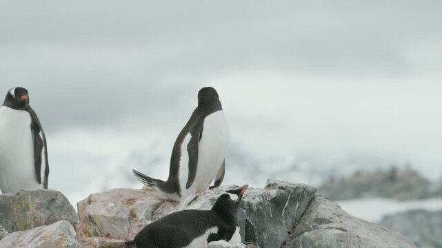 Gentoo penguin in dramatic ecstatic display calling loudly skyward with beak wide open on Antarctic rocky nest site
