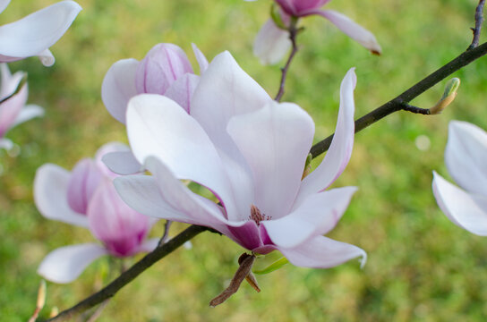  magnolia blossoms &mdash; delicate light pink petals with white edges opening on a branch, set against a blurred green background. The composition emphasizes elegance, softness, and natural beauty in a gar