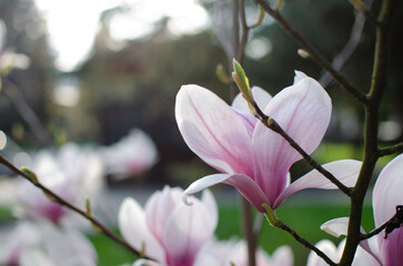  magnolia blossoms — delicate light pink petals with white edges opening on a branch, set against a blurred green background. The composition emphasizes elegance, softness, and natural beauty in a gar © Angela
