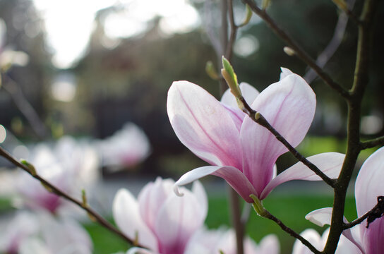  magnolia blossoms &mdash; delicate light pink petals with white edges opening on a branch, set against a blurred green background. The composition emphasizes elegance, softness, and natural beauty in a gar