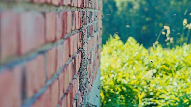 Swarm Of Bees On Concrete Bricks - Medium Shot
