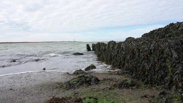 North sea coast, rocks covered with brown algae, low tide, seaweed or kelp grows on rocky coasts, tidal flats, marine region, ecosystem, habitat for organisms