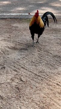 Wild chickens foraging for food