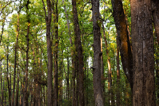 The sal tree forest in Kanha National Park
