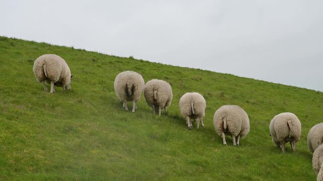 Flock of sheep on a pasture, livestock animal farm, stockbreeding, faming and agriculture in the Netherlands, sheeps on spring meadow 