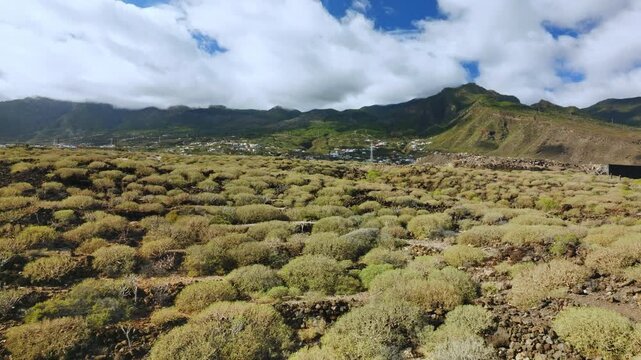 The dry vegetation of Tenerife Island with the volcanic hills in the background